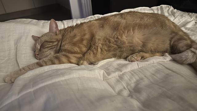 George the cat sleeping on the couch